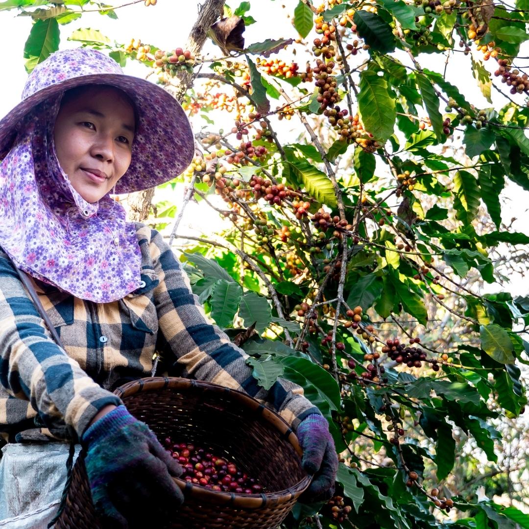 Asia, a major trend in specialty coffee